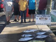Bite Me Sportfishing Charters, Slightly Better for out Mountaineers