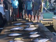 Bite Me Sportfishing Charters, Fat Blackfin Tuna