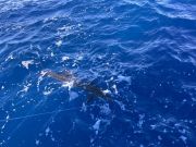 Tuna Duck Sportfishing, Tunas and a Sailfish Release