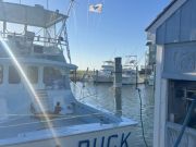 Tuna Duck Sportfishing, Sailfish Release Today
