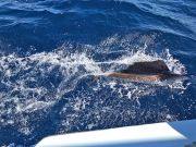 Tuna Duck Sportfishing, Sailfish Release