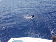 Tuna Duck Sportfishing, Sailfish Release