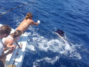 Tuna Duck Sportfishing, Sailfish Release!