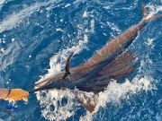 Tuna Duck Sportfishing, Sailfish Release