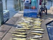 Tuna Duck Sportfishing, Sailfish Release and Mahi!