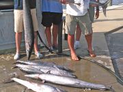 Tuna Duck Sportfishing, Wahoo!