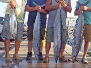 Tuna Duck Sportfishing, Good Fishing Again