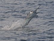 Bite Me Sportfishing Charters, Marlins and Dolphin!