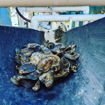Sticky Bottom Oyster Company, Fresh, Local Oysters