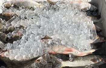 Red Drum Tackle Shop, Bait & Ice