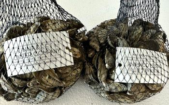 Surf's Up Seafood Market, Fresh Local Oysters
