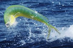 Good Times Sportfishing photo