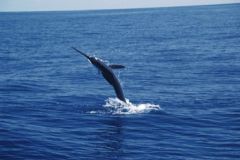 Good Times Sportfishing photo