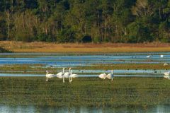 Coastal North Carolina National Wildlife Refuges photo