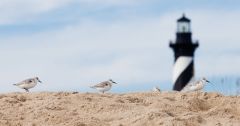 Hatteras Realty photo