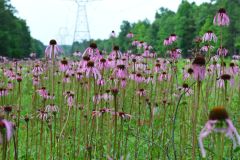 Coastal North Carolina National Wildlife Refuges photo