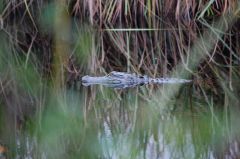 Coastal North Carolina National Wildlife Refuges photo