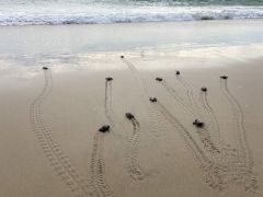 Coastal North Carolina National Wildlife Refuges photo