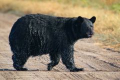 Coastal North Carolina National Wildlife Refuges photo