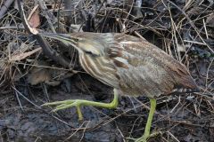 Coastal North Carolina National Wildlife Refuges photo