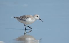 Coastal North Carolina National Wildlife Refuges photo