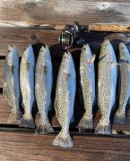 Offpoint Sportsfishing photo