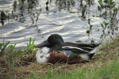 Coastal North Carolina National Wildlife Refuges photo