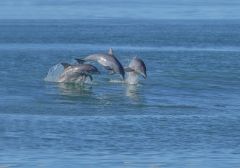Dolphin Realty photo