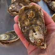 Sticky Bottom Oyster Company photo
