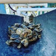 Sticky Bottom Oyster Company photo