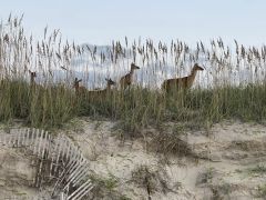 Hatteras Cabanas photo