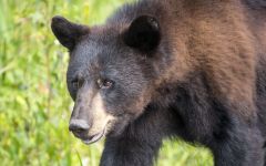 Coastal North Carolina National Wildlife Refuges photo