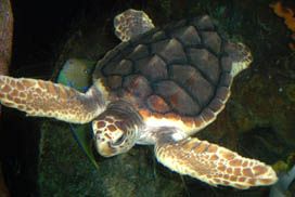 Pea Island National Wildlife Refuge photo