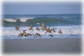 Pea Island National Wildlife Refuge photo