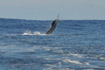 Oregon Inlet Fishing Center photo