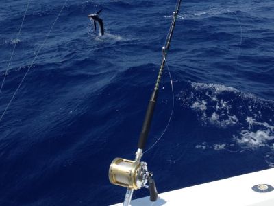 Bite Me Sportfishing Charters photo