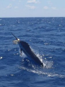Bite Me Sportfishing Charters photo