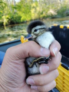 Coastal North Carolina National Wildlife Refuges photo