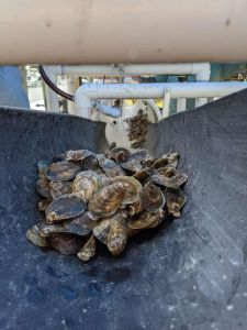 Sticky Bottom Oyster Company photo