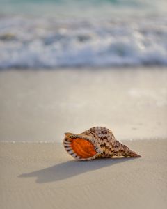 Resort Realty photo