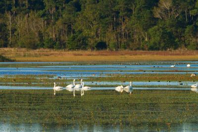 Coastal North Carolina National Wildlife Refuges photo