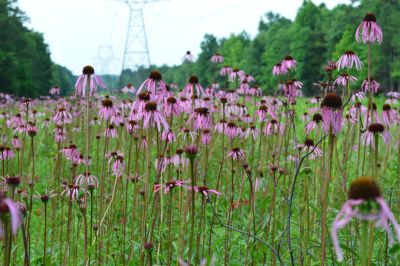 Coastal North Carolina National Wildlife Refuges photo