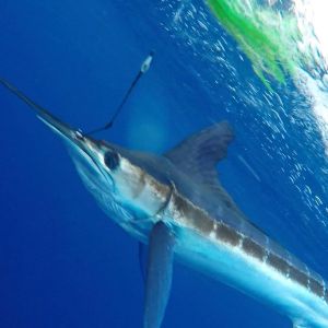 Calypso Sportfishing Charters photo