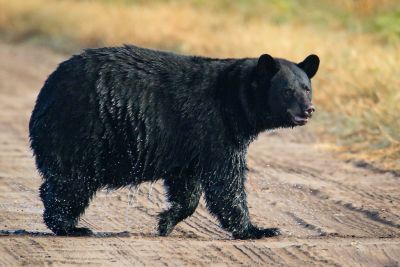 Coastal North Carolina National Wildlife Refuges photo