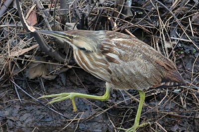 Coastal North Carolina National Wildlife Refuges photo
