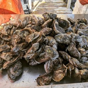 Sticky Bottom Oyster Company photo