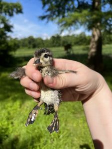 Coastal North Carolina National Wildlife Refuges photo