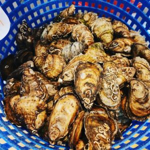 Sticky Bottom Oyster Company photo