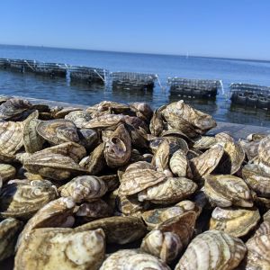 Sticky Bottom Oyster Company photo