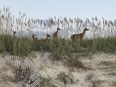 Hatteras Cabanas photo